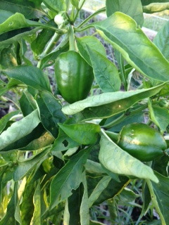 peppers
